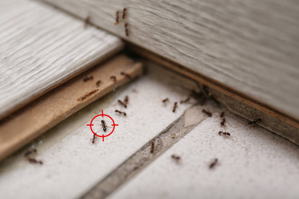 Best Termite Control Services  in Oakland, NJ